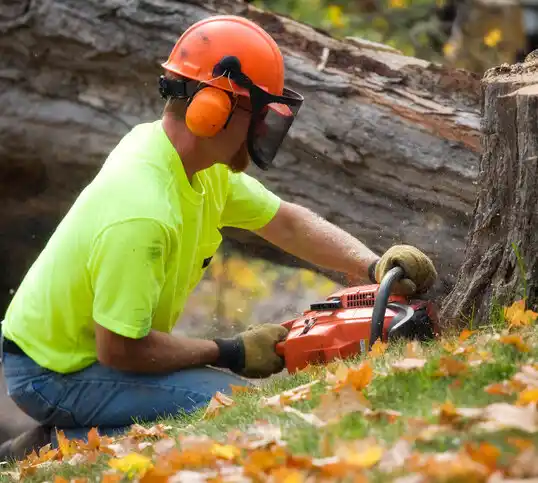 tree services Holbrook